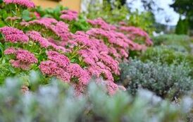 Projekt &bdquo;Terapia ogrodem&rdquo; w DPS w Brzezinach dobiegł końca! 6