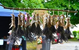 Dożynki &ndash; radość, tradycja i wsp&oacute;lne świętowanie 62