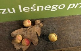 Edukacja ekologiczna &bdquo;Ekoaktywni&rdquo; w Zespole Szk&oacute;ł Nr 2 im. Noblist&oacute;w Polskichw Choszcznie 19
