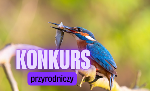 Zdjęcie do Konkurs przyrodniczy &bdquo;Rozpoznaj zwierzęta Powiatu Choszczeńskiego&rdquo;